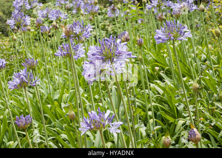 Blaue Schmucklilie, Agapanthus Africanus Blumen in einem Garten Stockfoto