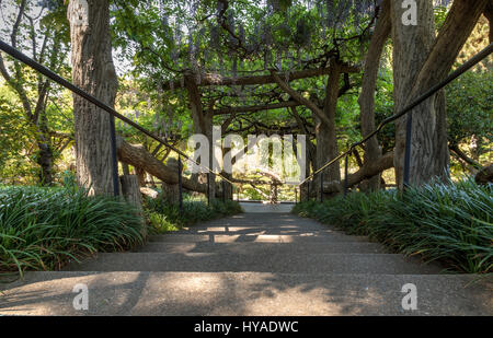 Bank unter lila Glyzinien blühen auf einem Weinstock in einem botanischen Garten im Frühjahr Stockfoto