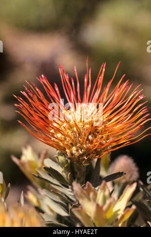 Goldfinger Nadelkissen protea Blume der Gattung Leucospermum Stockfoto