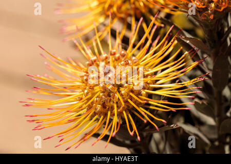 Goldfinger Nadelkissen protea Blume der Gattung Leucospermum Stockfoto