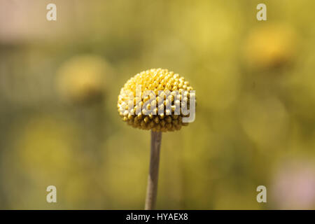 Gelbe Craspedia Billy Kugeln Blume blüht in einem botanischen Garten im Frühjahr Stockfoto