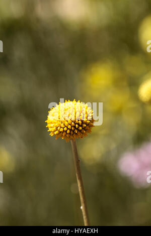 Gelbe Craspedia Billy Kugeln Blume blüht in einem botanischen Garten im Frühjahr Stockfoto