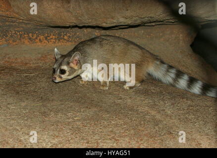 North American / mexikanische Katta Katze (Bassariscus Astutus) auf der Pirsch. Stockfoto