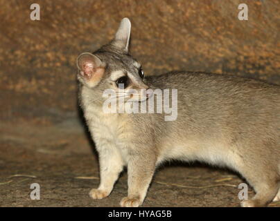 North American / mexikanische Katta Kater (Bassariscus Astutus) zu warnen. Stockfoto