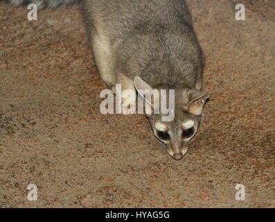 North American / mexikanische Katta Katze (Bassariscus Astutus) auf der Pirsch. Stockfoto