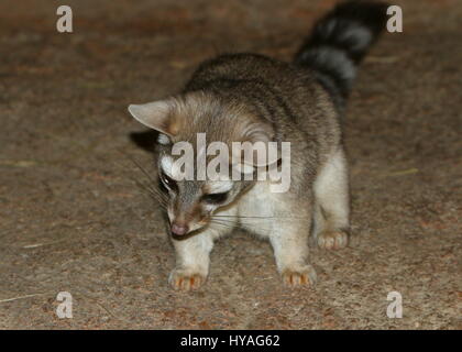 North American / mexikanische Katta Katze (Bassariscus Astutus) auf der Pirsch. Stockfoto