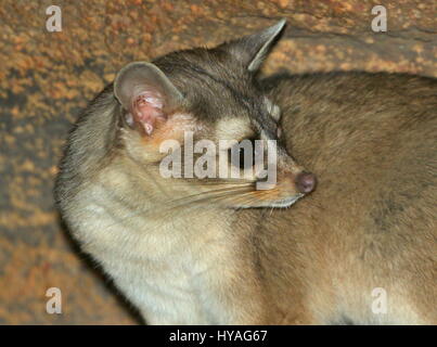 North American / mexikanische Katta Katze (Bassariscus Astutus), detaillierte Nahaufnahme des Kopfes. Stockfoto