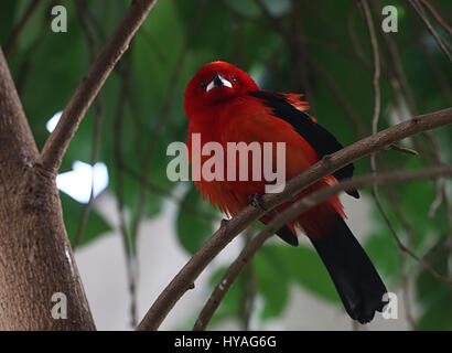 Brasilianische Tanager-Männchen (Ramphocelus Bresilius) in einem Baum Stockfoto