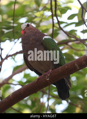 Southeast Asian gemeinsame Emerald Dove (Chalcophaps Indica), auch grüne geflügelten Taube oder grau begrenzt Smaragd Taube. Stockfoto