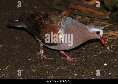 Southeast Asian gemeinsame Emerald Dove (Chalcophaps Indica), auch grüne geflügelten Taube oder grau begrenzt Smaragd Taube. Stockfoto