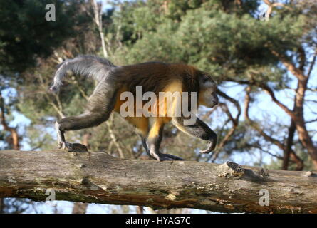 Central African Golden bellied Mangabey (Cercocebus Chrysogaster) läuft auf einem Ast Stockfoto