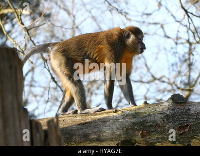 Central African Golden bellied Mangabey (Cercocebus Chrysogaster) läuft auf einem Ast Stockfoto