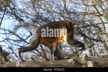 Central African Golden bellied Mangabey (Cercocebus Chrysogaster) läuft auf einem Ast Stockfoto