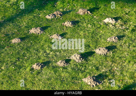 Mehrere Maulwurfshaufen Auf Einer Wiese, Europaeischer Maulwurf, Talpa europaea Stockfoto