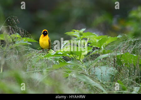 Afrikanische oder südlichen maskierte Weber Ploceus Velatus männlich in der Zucht Gefieder. Lusaka, Sambia, Afrika Stockfoto