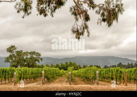 Weinberg in Marlborough, Neuseeland. Marlborough begann modernen Neuseeland Wein-Industrie und ist bekannt für seine trockene Klima und Sauvignon Blancs. Stockfoto