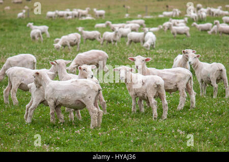 Schafherde neugierig frisch geschoren in Otago auf der Südinsel, Neuseeland. Zahl der Schafe in Neuseeland erreichte ihren Höhepunkt im Jahr 1982 mit 70 Millionen. Stockfoto