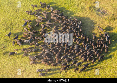 OKAVANGO DELTA, BOTSWANA: BIG GAME Tiere wurden winzige Insekten in diese beeindruckenden Luftaufnahmen vom britischen Fotografen aussehen. Von wirbelnden Gnus, ein Turm oder Herde Giraffen entlang Gänsemarsch marschieren, geben glücklich Flusspferde, ein Bad und ein Solo Elefant wollen ein bisschen Zeit allein, diese Abbildungen eine andere Perspektive auf "Big Game" Leben auf dem Okavango Delta, Botswana. London-Fotograf Peter Adams (56) war in der Lage, diese erstaunlichen Aufnahmen von schiefen aus einem Hubschrauber Robinson R44 mit der Tür entfernt für einen besseren Zugang zu schnappen. Stockfoto