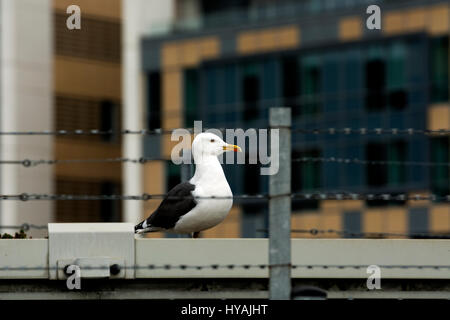 Geringerem Black-backed Gull (Larus Fuscus) im Stadtzentrum von Bristol, UK Stockfoto