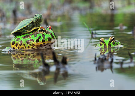 BATAM, INDONESEIA: Ein Baby Schildkröten reitet auf einem Bullfrog. Herzlich Willkommen Sie in die bizarre Welt der wilden Tiere verschiedener Arten, die unter einander für eine Fahrt. Von einem tapferen Frosch mit einen Wild aussehenden Alligator Kiefer um die Planke, eine Gottesanbeterin winken aus der Schnauze eines tödlichen grünen Mamba gehen zeigen diese Bilder, dass auch das Gesetz des Dschungels die seltsamsten Freundschaften ermöglicht. Andere Bilder enthalten eine Schildkröte auf der Rückseite ein Ochsenfrosch und eine Schnecke, eine Fahrt auf eine Anakonda Kopf Reiten. Die atemberaubenden Aufnahmen wurden von lokalen Fotografen Shi Khei Goh (41) gefangengenommen, während er erkundet die für Stockfoto