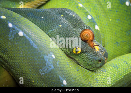 BATAM, INDONESEIA: Eine Schnecke reitet auf eine Anakonda. Herzlich Willkommen Sie in die bizarre Welt der wilden Tiere verschiedener Arten, die unter einander für eine Fahrt. Von einem tapferen Frosch mit einen Wild aussehenden Alligator Kiefer um die Planke, eine Gottesanbeterin winken aus der Schnauze eines tödlichen grünen Mamba gehen zeigen diese Bilder, dass auch das Gesetz des Dschungels die seltsamsten Freundschaften ermöglicht. Andere Bilder enthalten eine Schildkröte auf der Rückseite ein Ochsenfrosch und eine Schnecke, eine Fahrt auf eine Anakonda Kopf Reiten. Die atemberaubenden Aufnahmen wurden von lokalen Fotografen Shi Khei Goh (41) gefangengenommen, während er die Wälder o erkundet Stockfoto