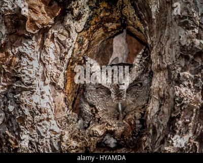 FLORIDA / USA: Ein britischer Fotograf geschickt diese TWOO Meister der Tarnung erobert, der seine Familie in der Höhlung eines Baumes versteckt. Bilder zeigen wie diese wilden Osten Käuzchen nutzt die Kraft der Tarnung zu schützen sein Zuhause und seine Beute zu seiner Familie von drei Nestlingszeit füttern zu überfallen als Eule, die Babys bekannt sind, die entdeckt werden kann, tauchen ihre Köpfe, ihre Eltern sind auf der Jagd. Sanitär-Vorarbeiter Graham McGeorge (43) verbrachte ursprünglich von Dumfries in Schottland, den letzten zwei Jahren seine neue Heimat Bundesstaat Florida, USA auf einer Mission, Aufnahmen dieser scheuen Vögel aus der Ferne zu erkunden Stockfoto
