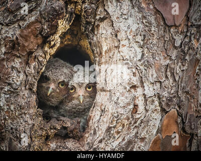 FLORIDA / USA: Ein britischer Fotograf geschickt diese TWOO Meister der Tarnung erobert, der seine Familie in der Höhlung eines Baumes versteckt. Bilder zeigen wie diese wilden Osten Käuzchen nutzt die Kraft der Tarnung zu schützen sein Zuhause und seine Beute zu seiner Familie von drei Nestlingszeit füttern zu überfallen als Eule, die Babys bekannt sind, die entdeckt werden kann, tauchen ihre Köpfe, ihre Eltern sind auf der Jagd. Sanitär-Vorarbeiter Graham McGeorge (43) verbrachte ursprünglich von Dumfries in Schottland, den letzten zwei Jahren seine neue Heimat Bundesstaat Florida, USA auf einer Mission, Aufnahmen dieser scheuen Vögel aus der Ferne zu erkunden Stockfoto