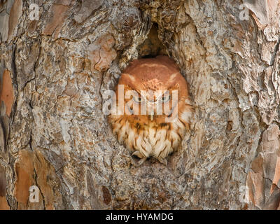 FLORIDA / USA: Ein britischer Fotograf geschickt diese TWOO Meister der Tarnung erobert, der seine Familie in der Höhlung eines Baumes versteckt. Bilder zeigen wie diese wilden Osten Käuzchen nutzt die Kraft der Tarnung zu schützen sein Zuhause und seine Beute zu seiner Familie von drei Nestlingszeit füttern zu überfallen als Eule, die Babys bekannt sind, die entdeckt werden kann, tauchen ihre Köpfe, ihre Eltern sind auf der Jagd. Sanitär-Vorarbeiter Graham McGeorge (43) verbrachte ursprünglich von Dumfries in Schottland, den letzten zwei Jahren seine neue Heimat Bundesstaat Florida, USA auf einer Mission, Aufnahmen dieser scheuen Vögel aus der Ferne zu erkunden Stockfoto