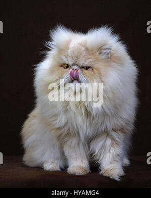 DIVERSE STUDIO Standorte, Vereinigtes Königreich: Eine persische Katzen sieht genauso aus wie Kinder TV-Star Bagpuss. Diese Komödie Haustiere haben Sie im Stiche. Von einem schelmischen Moggy Zerschlagung einer Vase, eine flauschige weiße Katze mustert einen besorgt aussehende Hamster könnte diese Katzen und ihre vierbeinigen Freunde die meisten komischen des Jahres sein. Banbury-basierte Fotografen Anatoli Krassavine (40) und Valentina Kulagina reiste die Länge des Vereinigten Königreichs zu diesen zwerchfellerschütterndem britische Haustiere von ihrer besten Seite fotografieren. URHEBERRECHT: MEDIA DRUM-WELT Stockfoto