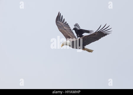 Eine freche Krähe hat in einem seltenen Moment fangen einen Aufzug auf der Rückseite ein WEIßKOPFSEEADLER 25-Füße in der Luft fotografiert worden. Diese ungewöhnliche Bilder zeigen im Moment diese unerschrockenen Krähe landete auf der Rückseite ein Weißkopfseeadler, während der viel größeren Greifvogel versuchte sich einen am frühen Morgen Snack finden.  Diese Begegnung dauerte nur wenige Sekunden, bevor die Vögel trennten sich als Freunde und flog getrennte Wege. Diese Begegnung war von Amateur-Fotografen Phoo Chan (50) in Seabeck, Washington, USA erfasst. Stockfoto