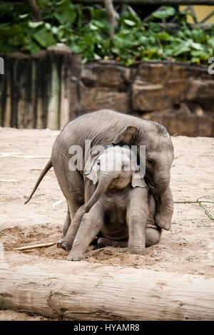 CHESTER ZOO, UK: Asiatischer Elefant Hari (links) stürzt sich auf Kollegen-Baby Bala (rechts). Asiatischer Elefant Hari (L) stürzt sich auf Kollegen-Baby Bala (R). Asiatischer Elefant Hari (L) stürzt sich auf Kollegen-Baby Bala (R). Asiatischer Elefant Hari (L) stürzt sich auf Kollegen-Baby Bala (R). ZWEI BABY-Elefanten wurden vor der Kamera genießen einen Ringkampf gefangen. Bilder zeigen wie einjährige Elefanten Baby Bala ist stürzten sich auf von zwei Jahre alten Hari während ihr Rücken gekehrt ist. Trotz der "Überraschungsangriff" Bala geschafft abschütteln Haris verspielt Hinterhalt und das Paar ging weg als feste Freunde zusammen. Ehemaliger Beamter wandte sich Haustier photographe Stockfoto