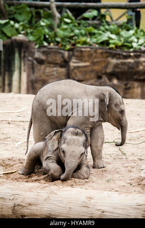 Der ZOO von CHESTER, UK: Asiatischer Elefant Hari (wieder) stürzt sich auf Kollegen-Baby Bala (vorne). Asiatischer Elefant Hari (L) stürzt sich auf Kollegen-Baby Bala (R). Asiatischer Elefant Hari (L) stürzt sich auf Kollegen-Baby Bala (R). Asiatischer Elefant Hari (L) stürzt sich auf Kollegen-Baby Bala (R). ZWEI BABY-Elefanten wurden vor der Kamera genießen einen Ringkampf gefangen. Bilder zeigen wie einjährige Elefanten Baby Bala ist stürzten sich auf von zwei Jahre alten Hari während ihr Rücken gekehrt ist. Trotz der "Überraschungsangriff" Bala geschafft abschütteln Haris verspielt Hinterhalt und das Paar ging weg als feste Freunde zusammen. Ehemaliger Beamter wandte sich Haustier photographe Stockfoto