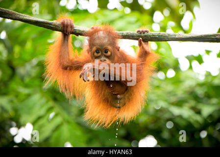 Singapur: Ein Orang-Utan-BABY ist ein klein wie er von den Baumkronen baumelt. Andere Bilder zeigen, dass andere Mitglieder der fröhliche Band der Affen in den Bäumen zu spielen, als ein paar von Orang-Utans Ausgelassenheit zusammen man vorgibt, Ballett tun, während andere einen mitten in der Luft ist wee. Am Ende des Tages kann erschöpft Mama nur versuchen, um etwas Ruhe zu bekommen, wie die Jugendlichen weiter, um über den Kopf zu schwingen. Die herzerwärmende Bilder wurden von Singapur Fotografen c.s. Ling (30) auf der Insel zoologischen Gärten. Stockfoto