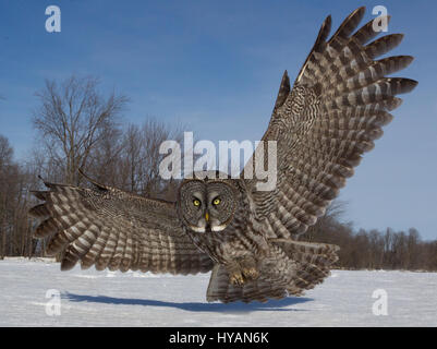 FEST IHRE Augen auf den Moment ist eine unglückliche Maus spektakulär durch einen geschwungenen großen grau-Eule herausgenommen. Bilder zeigen wie majestätische Vogel mit einem fünf-Fuß breite Spannweite fliegt niedrig über dem Boden vor Schmierblutungen seine Beute mit seinen starren Augen, vor dem Schlafengehen die töten. Eine andere Reihenfolge der Aufnahmen zeigt, wie die beeindruckende Flügel schwärmen aus in alle Richtungen wie er landet. Fotograf Marc Latremouille (47) fotografierte während er einen Fotografie-Workshop in Ontario, Kanada leitete. Stockfoto