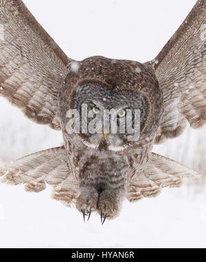 FEST IHRE Augen auf den Moment ist eine unglückliche Maus spektakulär durch einen geschwungenen großen grau-Eule herausgenommen. Bilder zeigen wie majestätische Vogel mit einem fünf-Fuß breite Spannweite fliegt niedrig über dem Boden vor Schmierblutungen seine Beute mit seinen starren Augen, vor dem Schlafengehen die töten. Eine andere Reihenfolge der Aufnahmen zeigt, wie die beeindruckende Flügel schwärmen aus in alle Richtungen wie er landet. Fotograf Marc Latremouille (47) fotografierte während er einen Fotografie-Workshop in Ontario, Kanada leitete. Stockfoto