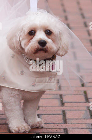 Brindley Place, Birmingham: Lady suchen nervös vor der Zeremonie. Eine DOGGY Hochzeit könnte die meisten Wirbelwind noch als ehemalige lonely-hearts Rufus und Lady erhalten hitched nach dating für nur drei Wochen. Bilder zeigen wie Liebe-Up Bichon Frise Lady (3) und Cavachon Rufus (2) wurden von ihren Besitzern den Gang ging und wurden zur Freude der 60 Menschen und Hunde Hochzeitsgäste verheiratet. Trotz der Geschwindigkeit ihrer Beziehung die Einstellung konnte nicht mehr romantisch – mit Großbritanniens nur Haustier Registrar Ann Clark (57) über die Hündchen-Hochzeit auf einem Musikpavillon in Birminghams Brindley Place Vorsitz. Die p Stockfoto