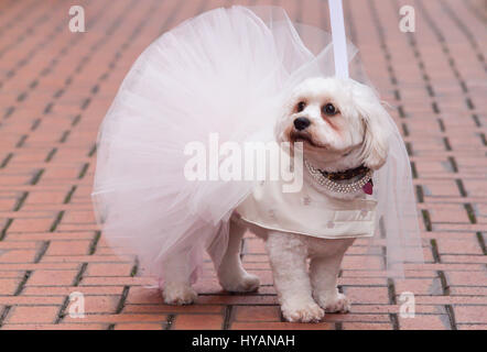 Brindley Place, Birmingham: Lady suchen nervös vor der Zeremonie. Eine DOGGY Hochzeit könnte die meisten Wirbelwind noch als ehemalige lonely-hearts Rufus und Lady erhalten hitched nach dating für nur drei Wochen. Bilder zeigen wie Liebe-Up Bichon Frise Lady (3) und Cavachon Rufus (2) wurden von ihren Besitzern den Gang ging und wurden zur Freude der 60 Menschen und Hunde Hochzeitsgäste verheiratet. Trotz der Geschwindigkeit ihrer Beziehung die Einstellung konnte nicht mehr romantisch – mit Großbritanniens nur Haustier Registrar Ann Clark (57) über die Hündchen-Hochzeit auf einem Musikpavillon in Birminghams Brindley Place Vorsitz. Die p Stockfoto