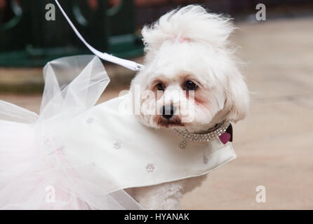 Brindley Place, Birmingham: Lady suchen nervös vor der Zeremonie. Eine DOGGY Hochzeit könnte die meisten Wirbelwind noch als ehemalige lonely-hearts Rufus und Lady erhalten hitched nach dating für nur drei Wochen. Bilder zeigen wie Liebe-Up Bichon Frise Lady (3) und Cavachon Rufus (2) wurden von ihren Besitzern den Gang ging und wurden zur Freude der 60 Menschen und Hunde Hochzeitsgäste verheiratet. Trotz der Geschwindigkeit ihrer Beziehung die Einstellung konnte nicht mehr romantisch – mit Großbritanniens nur Haustier Registrar Ann Clark (57) über die Hündchen-Hochzeit auf einem Musikpavillon in Birminghams Brindley Place Vorsitz. Die p Stockfoto