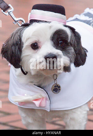 Brindley Place, Birmingham: Rufus suchen spannende vor der Hochzeit. Eine DOGGY Hochzeit könnte die meisten Wirbelwind noch als ehemalige lonely-hearts Rufus und Lady erhalten hitched nach dating für nur drei Wochen. Bilder zeigen wie Liebe-Up Bichon Frise Lady (3) und Cavachon Rufus (2) wurden von ihren Besitzern den Gang ging und wurden zur Freude der 60 Menschen und Hunde Hochzeitsgäste verheiratet. Trotz der Geschwindigkeit ihrer Beziehung die Einstellung konnte nicht mehr romantisch – mit Großbritanniens nur Haustier Registrar Ann Clark (57) über die Hündchen-Hochzeit auf einem Musikpavillon in Birminghams Brindley Place Vorsitz. Die Stockfoto