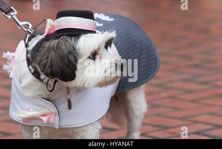 Brindley Place, Birmingham: Rufus suchen spannende vor der Hochzeit. Eine DOGGY Hochzeit könnte die meisten Wirbelwind noch als ehemalige lonely-hearts Rufus und Lady erhalten hitched nach dating für nur drei Wochen. Bilder zeigen wie Liebe-Up Bichon Frise Lady (3) und Cavachon Rufus (2) wurden von ihren Besitzern den Gang ging und wurden zur Freude der 60 Menschen und Hunde Hochzeitsgäste verheiratet. Trotz der Geschwindigkeit ihrer Beziehung die Einstellung konnte nicht mehr romantisch – mit Großbritanniens nur Haustier Registrar Ann Clark (57) über die Hündchen-Hochzeit auf einem Musikpavillon in Birminghams Brindley Place Vorsitz. Die Stockfoto