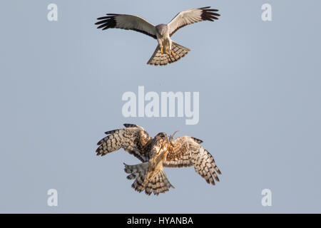 FREMONT, Kalifornien: Ein ACTION-PACKED Lunch Austausch zwischen einem männlichen Northern Harrier und seinem hungrigen Kumpel sah noch nie so gefürchteten. Die Luft Mahlzeit Transfer dauerte nur eine Sekunde aus dem Männchen fallen die Leckerbissen und das Weibchen macht sie zu fangen. Gemessen an den Ausdruck der weiblichen Gesicht, war das saftige Eichhörnchen eine dringend benötigte Stück Ernährung. US-basierten Programmmanager Phoo Chan (50) konnte dieses schnelle Tempo Abfolge der Ereignisse bei der Coyote Hills Regional Park in Fremont Kalifornien – zu erfassen, was ein Männchen liefern Essen auf nur ein Mitglied seines Harems von bis zu sieben Fem zeigt Stockfoto