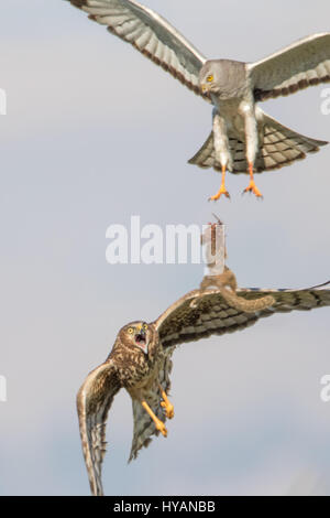 FREMONT, Kalifornien: Ein ACTION-PACKED Lunch Austausch zwischen einem männlichen Northern Harrier und seinem hungrigen Kumpel sah noch nie so gefürchteten. Die Luft Mahlzeit Transfer dauerte nur eine Sekunde aus dem Männchen fallen die Leckerbissen und das Weibchen macht sie zu fangen. Gemessen an den Ausdruck der weiblichen Gesicht, war das saftige Eichhörnchen eine dringend benötigte Stück Ernährung. US-basierten Programmmanager Phoo Chan (50) konnte dieses schnelle Tempo Abfolge der Ereignisse bei der Coyote Hills Regional Park in Fremont Kalifornien – zu erfassen, was ein Männchen liefern Essen auf nur ein Mitglied seines Harems von bis zu sieben Fem zeigt Stockfoto