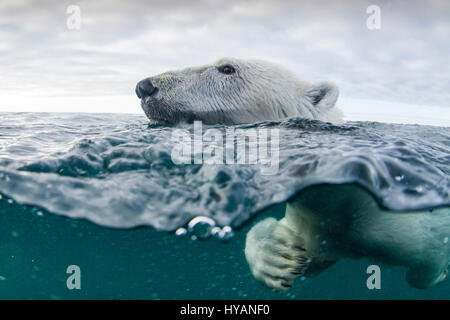 HUSDON BAY, Kanada: Ein Eisbären schwimmen. Eisbären werden Meeresbewohner, wie diese außergewöhnliche Bilder belegen. Mangel an Eis begehbar bedeutet nicht, diese clevere Kreaturen können nicht von A nach B zu kommen, sie sind immer zu lange Strecken auf der Suche nach Essen in einem der härtesten Gegenden der Welt schwimmen lernen. Die Bilder vom Hudson Bay, Kanada zeigen hungrigen Eisbären Leben so viel unter Wasser wie an Land, so nah an der Kamera wir einen Überblick darüber welche viele Robben bekommen schwimmen müssen zum letzten Mal – die mächtigen Kiefer von diesen gefürchteten Raubtiere sehen. Weitere Schnappschüsse sho Stockfoto