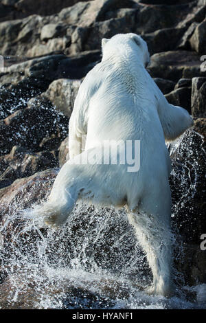 HUSDON BAY, Kanada: Ein Eisbär steigt aus dem Wasser. Eisbären werden Meeresbewohner, wie diese außergewöhnliche Bilder belegen. Mangel an Eis begehbar bedeutet nicht, diese clevere Kreaturen können nicht von A nach B zu kommen, sie sind immer zu lange Strecken auf der Suche nach Essen in einem der härtesten Gegenden der Welt schwimmen lernen. Die Bilder vom Hudson Bay, Kanada zeigen hungrigen Eisbären Leben so viel unter Wasser wie an Land, so nah an der Kamera wir einen Überblick darüber welche viele Robben bekommen schwimmen müssen zum letzten Mal – die mächtigen Kiefer von diesen gefürchteten Raubtiere sehen. Andere ca Stockfoto