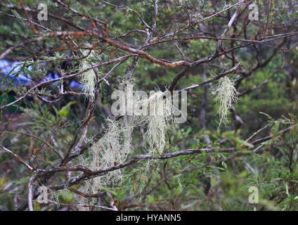 Alten Mannes Bart oder Usnea, im wind Stockfoto