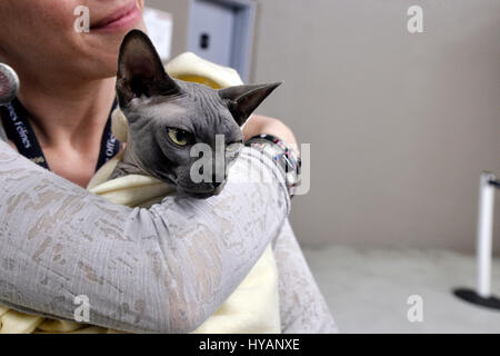 Hunde und Katzen Event, Espace Champerret, Paris, Frankreich Stockfoto