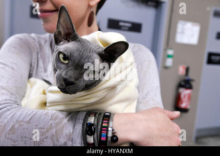 Hunde und Katzen Event, Espace Champerret, Paris, Frankreich Stockfoto