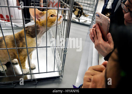 Hunde und Katzen Event, Espace Champerret, Paris, Frankreich Stockfoto