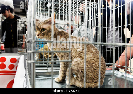 Hunde und Katzen Event, Espace Champerret, Paris, Frankreich Stockfoto