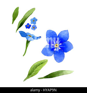 Wildflower Myosotis Arvensis Blume im Aquarell-Stil isoliert. Stockfoto